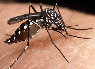 Mosquito DENGUE